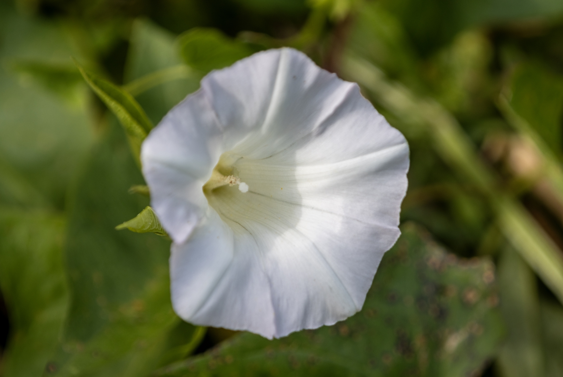 /gallery/north_america/USA/Vermont/bristol/White Morning Glory 2024-002_med.jpg